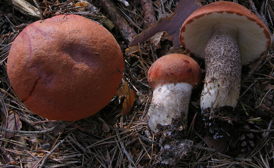 Un paracarro nel bosco......